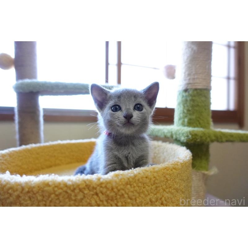 成約済の埼玉県のロシアンブルー-126320の6枚目