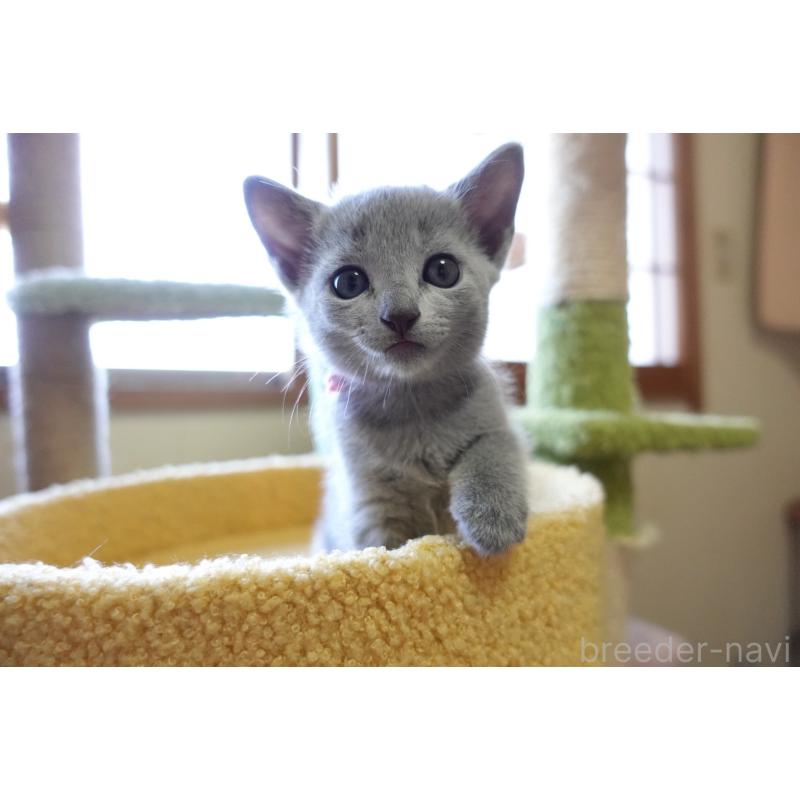 成約済の埼玉県のロシアンブルー-126320の5枚目