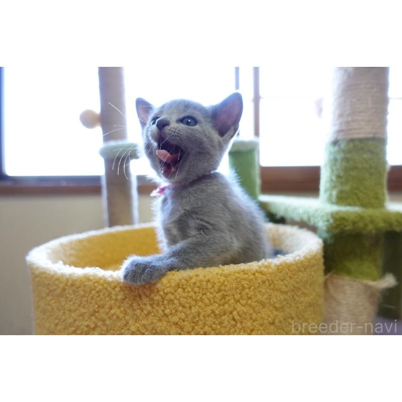 成約済の埼玉県のロシアンブルー-126320の4枚目