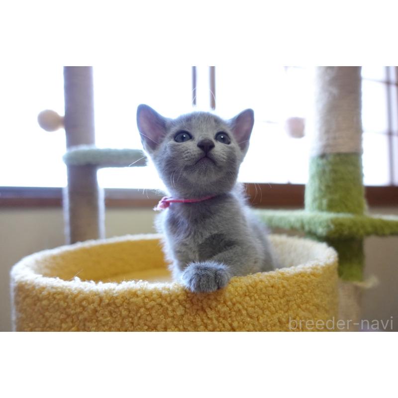 成約済の埼玉県のロシアンブルー-126320の3枚目