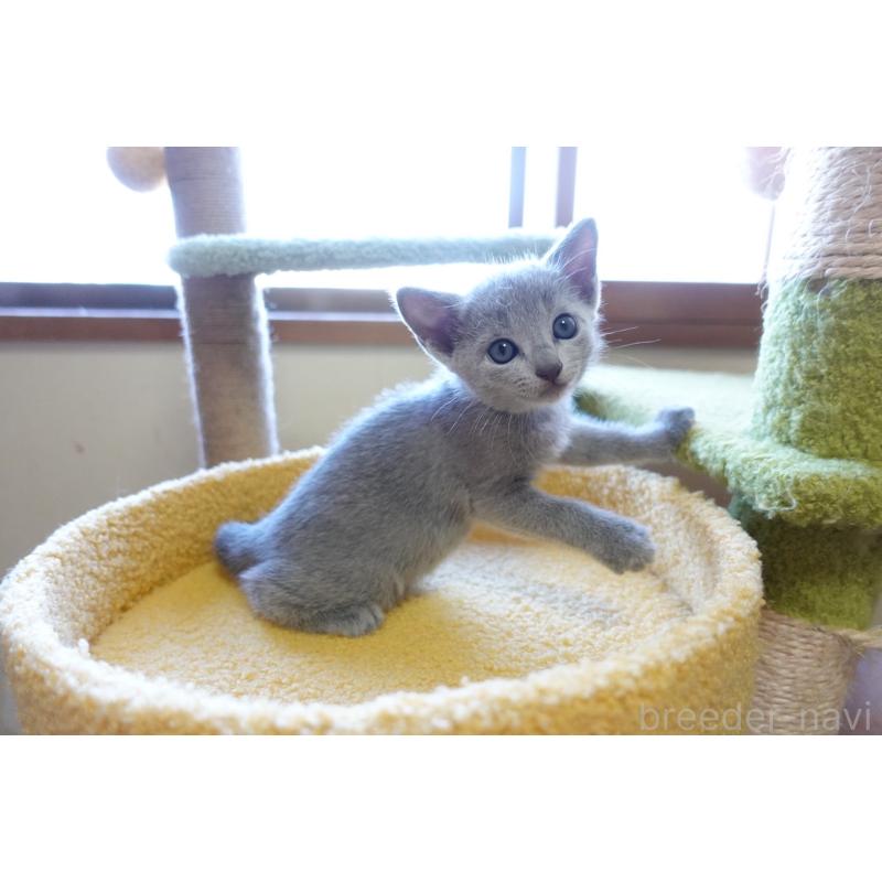 成約済の埼玉県のロシアンブルー-126320の2枚目