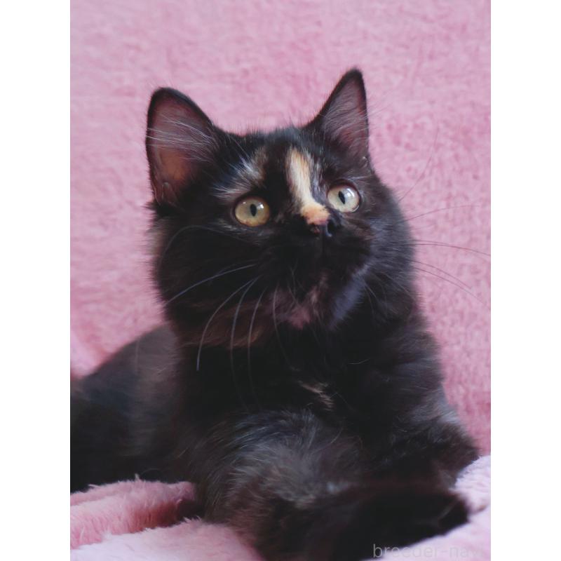 成約済の神奈川県のサイベリアン-118640の10枚目