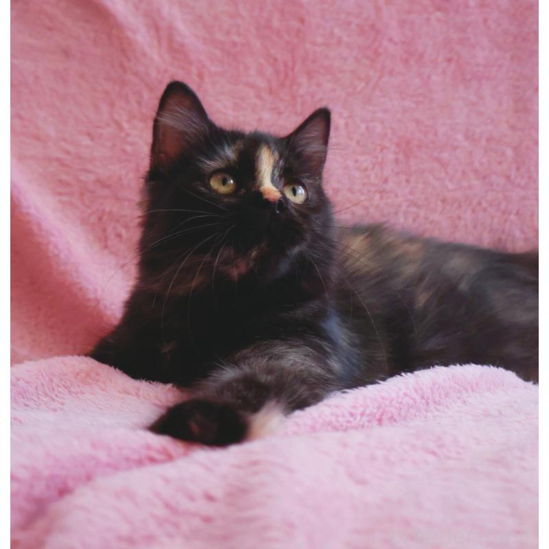 成約済の神奈川県のサイベリアン-118640の9枚目