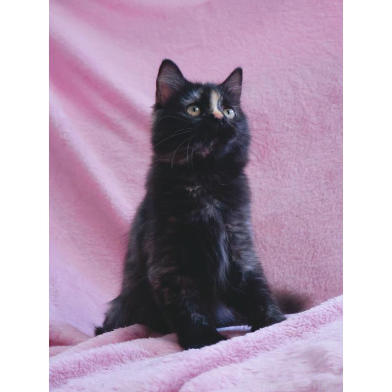 成約済の神奈川県のサイベリアン-118640の8枚目