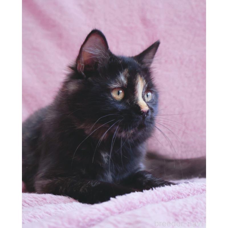 成約済の神奈川県のサイベリアン-118640の7枚目