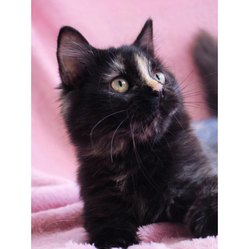 成約済の神奈川県のサイベリアン-118640の6枚目