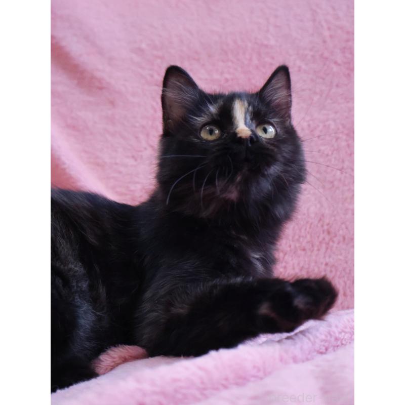 成約済の神奈川県のサイベリアン-118640の5枚目