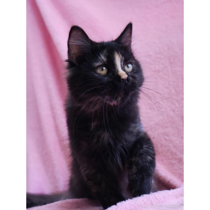 成約済の神奈川県のサイベリアン-118640の4枚目