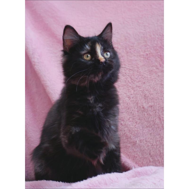 成約済の神奈川県のサイベリアン-118640の3枚目