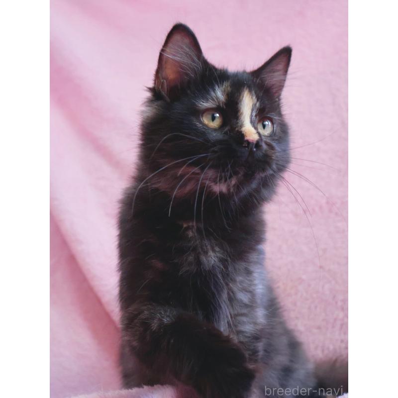 成約済の神奈川県のサイベリアン-118640の2枚目