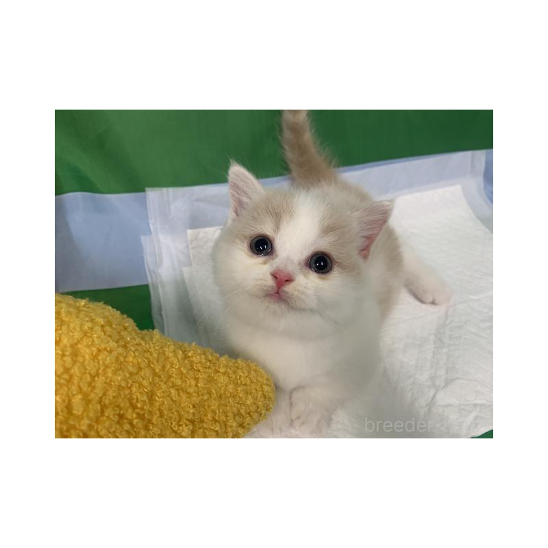 販売中の大阪府のマンチカン(短足)-126798の6枚目
