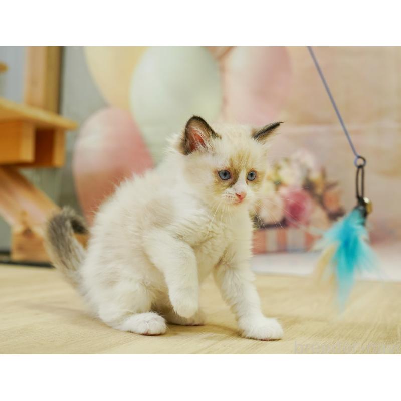 販売中の埼玉県のラグドール-126806の7枚目