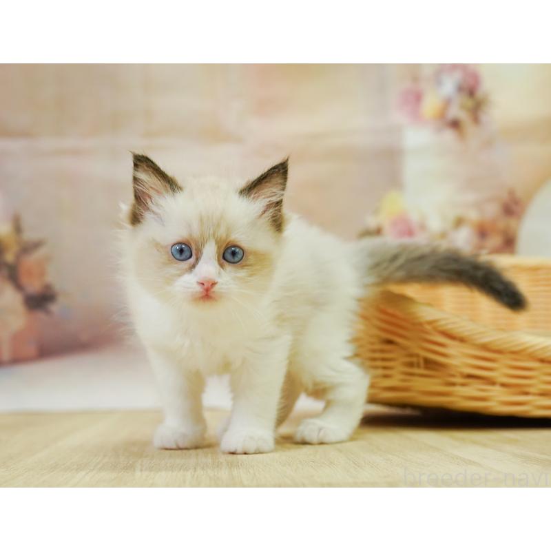 販売中の埼玉県のラグドール-126806の6枚目