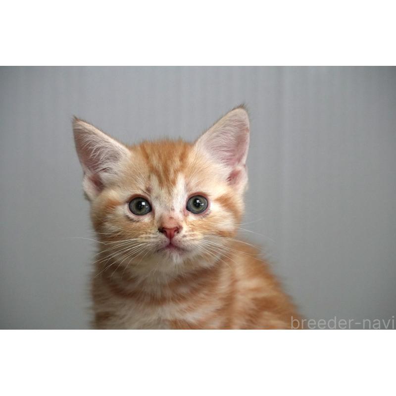 成約済の埼玉県のアメリカンショートヘア-125435の7枚目