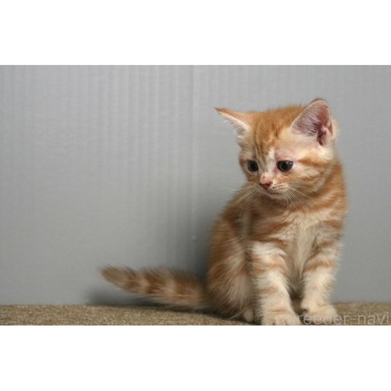 成約済の埼玉県のアメリカンショートヘア-125435の6枚目