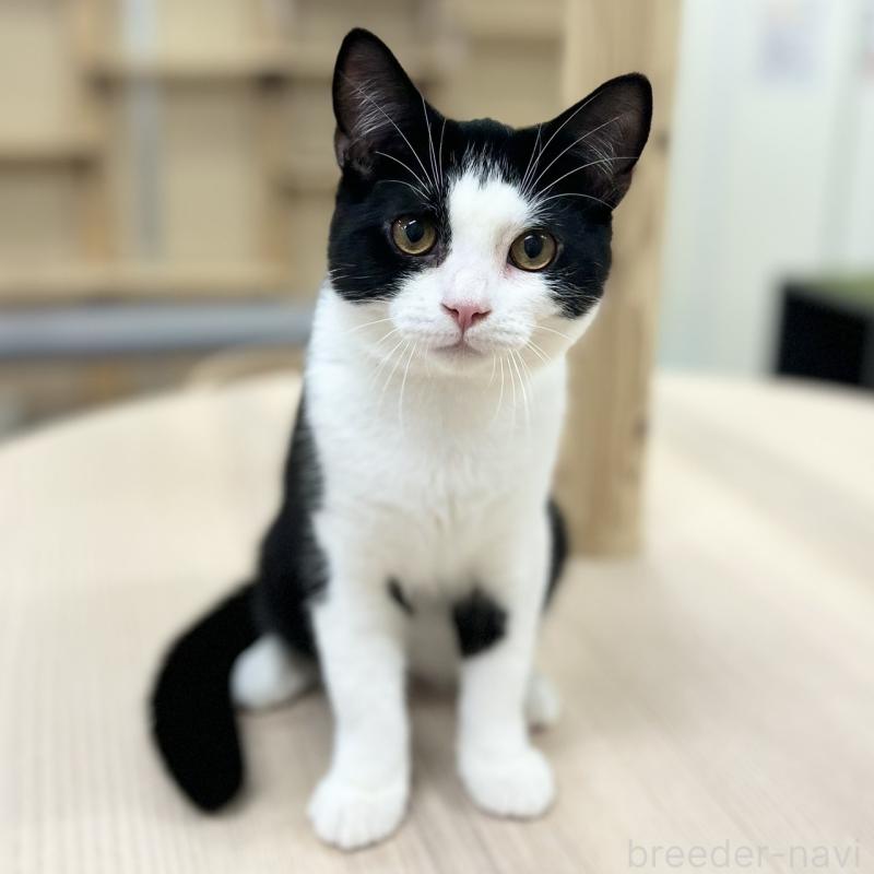 販売中の神奈川県のスコティッシュフォールド-115136の5枚目