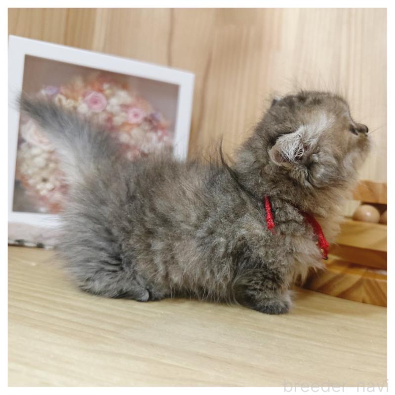 販売中の長野県のミヌエット(短足)-126864の2枚目