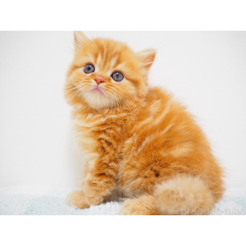 成約済の埼玉県のスコティッシュストレート-125430の5枚目