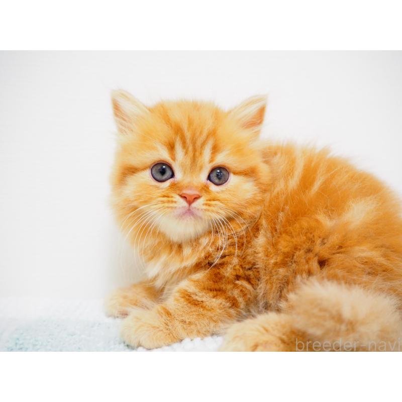 成約済の埼玉県のスコティッシュストレート-125430の4枚目