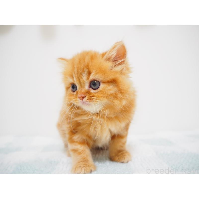 成約済の埼玉県のスコティッシュストレート-125430の3枚目