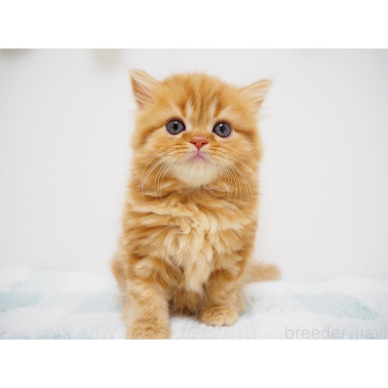 成約済の埼玉県のスコティッシュストレート-125430の2枚目