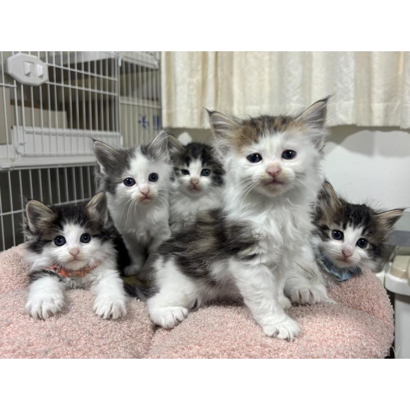 販売中の神奈川県のノルウェージャンフォレストキャット-126880の4枚目