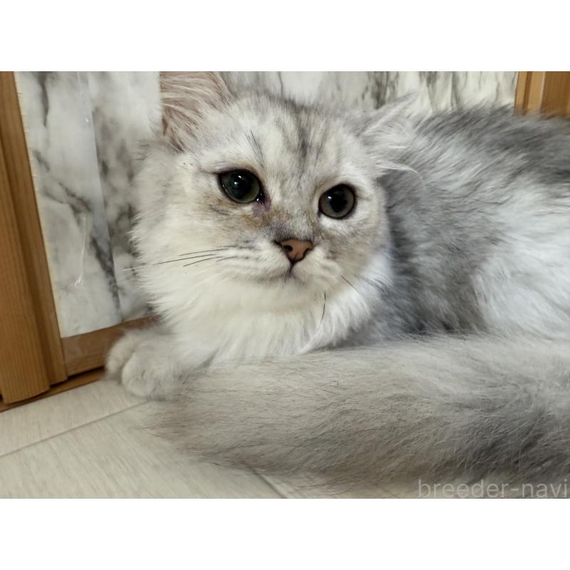 商談中の岐阜県のペルシャ-126886の2枚目