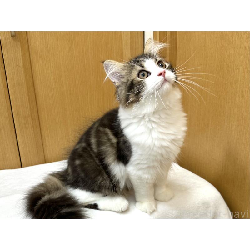 販売中の千葉県のラガマフィン-120071の8枚目