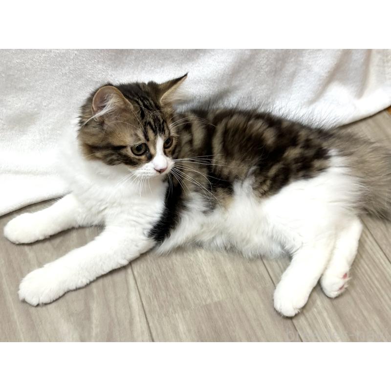 販売中の千葉県のラガマフィン-120072の6枚目