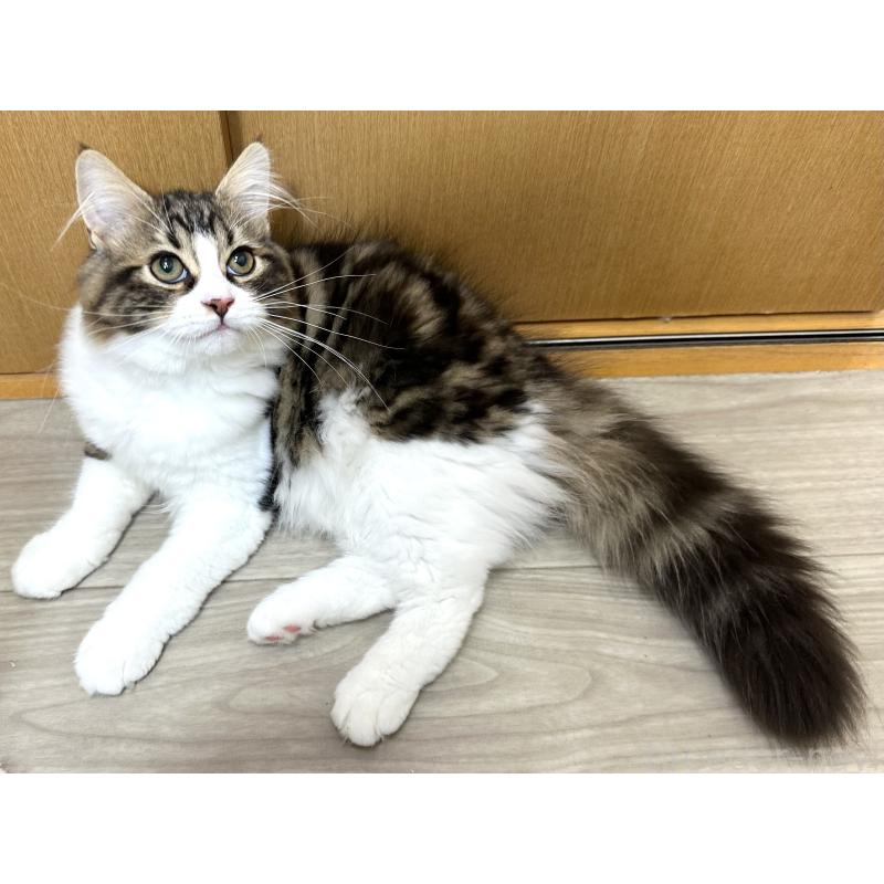 販売中の千葉県のラガマフィン-120072の2枚目