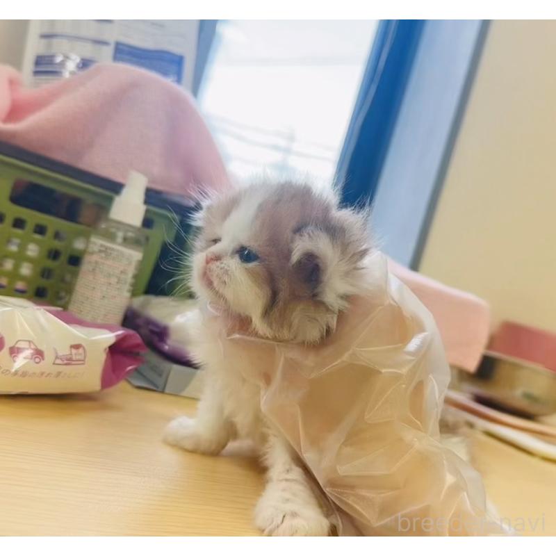 販売中の静岡県のミヌエット-126914の3枚目