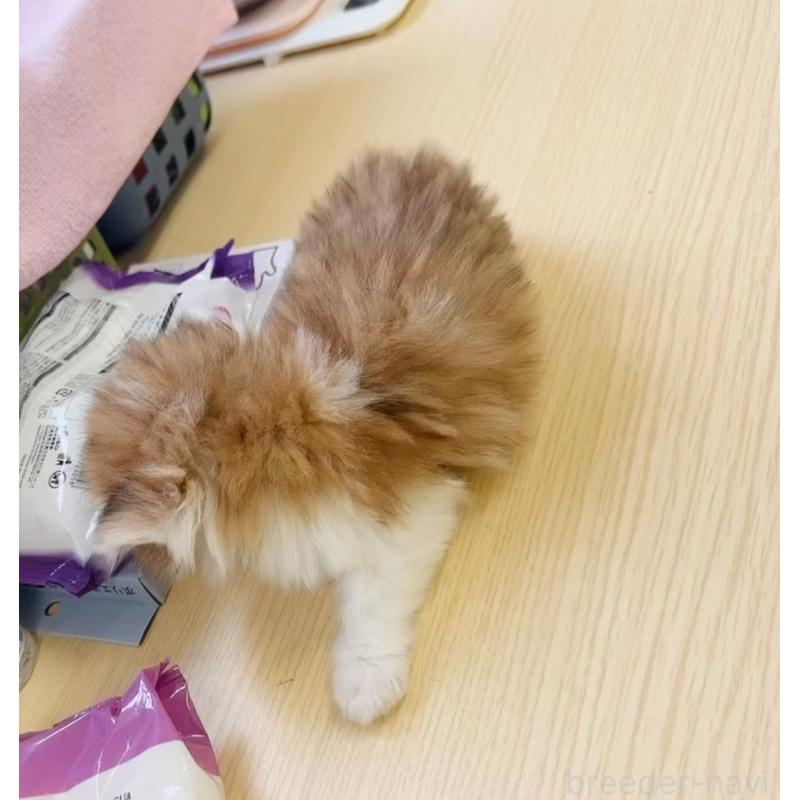 販売中の静岡県のミヌエット-126914の2枚目