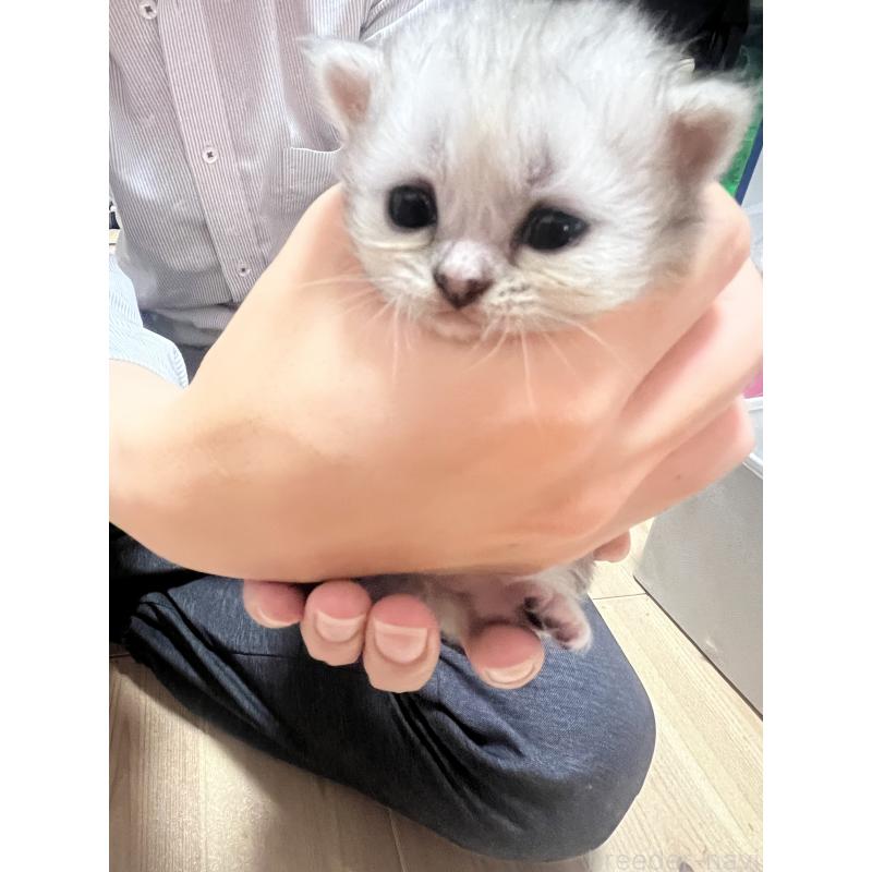 販売中の静岡県のミヌエット-125244の2枚目