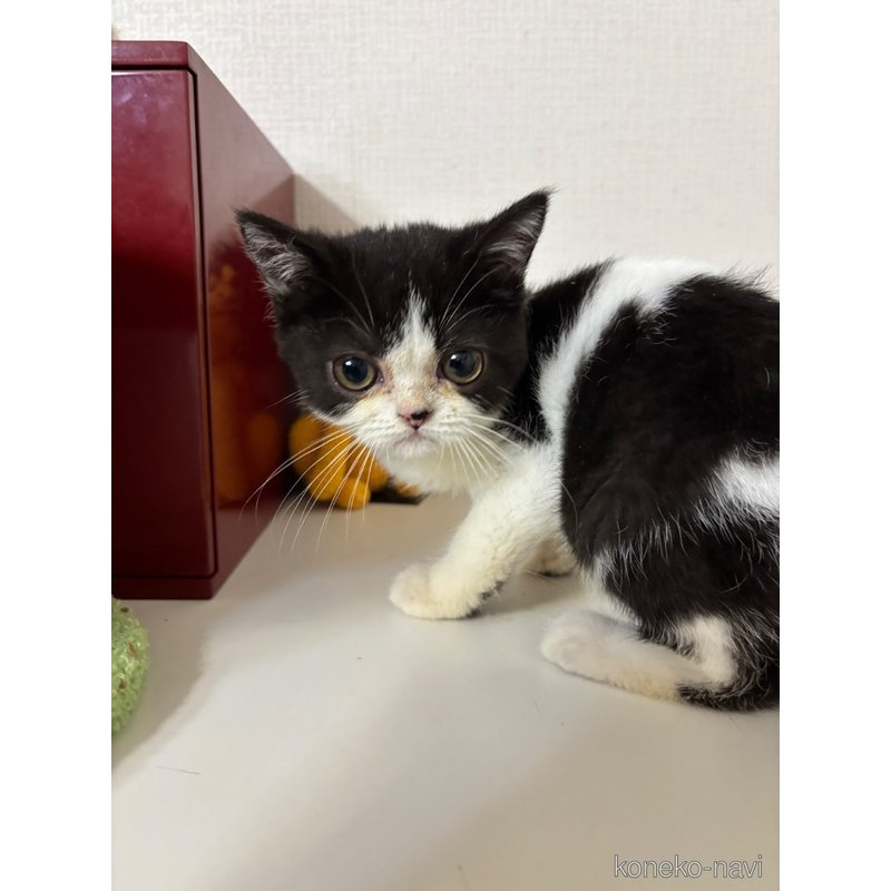 販売中の大阪府のエキゾチックショートヘア-121906の2枚目