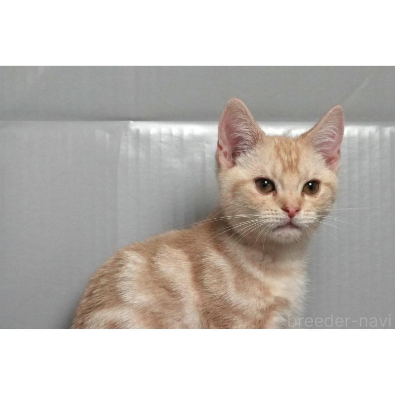 販売中の埼玉県のアメリカンショートヘア-119325の4枚目