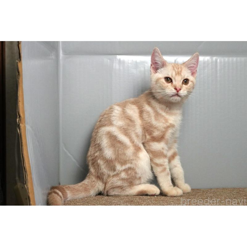 販売中の埼玉県のアメリカンショートヘア-119325の3枚目