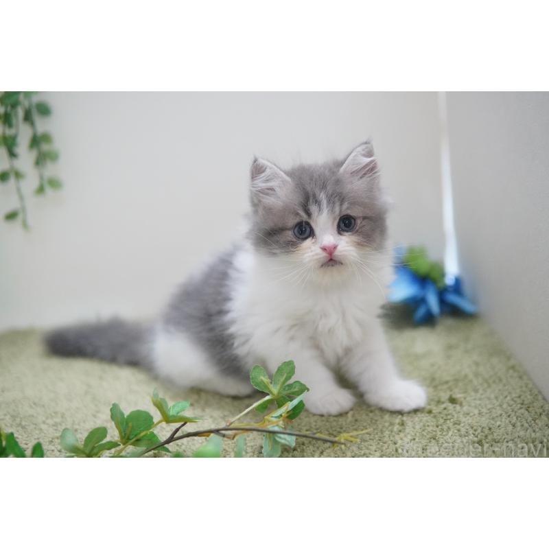 成約済の神奈川県のミヌエット-126090の5枚目