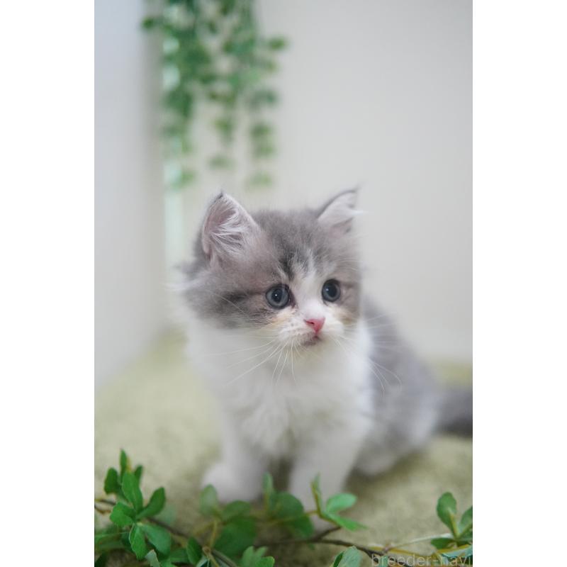 成約済の神奈川県のミヌエット-126090の4枚目