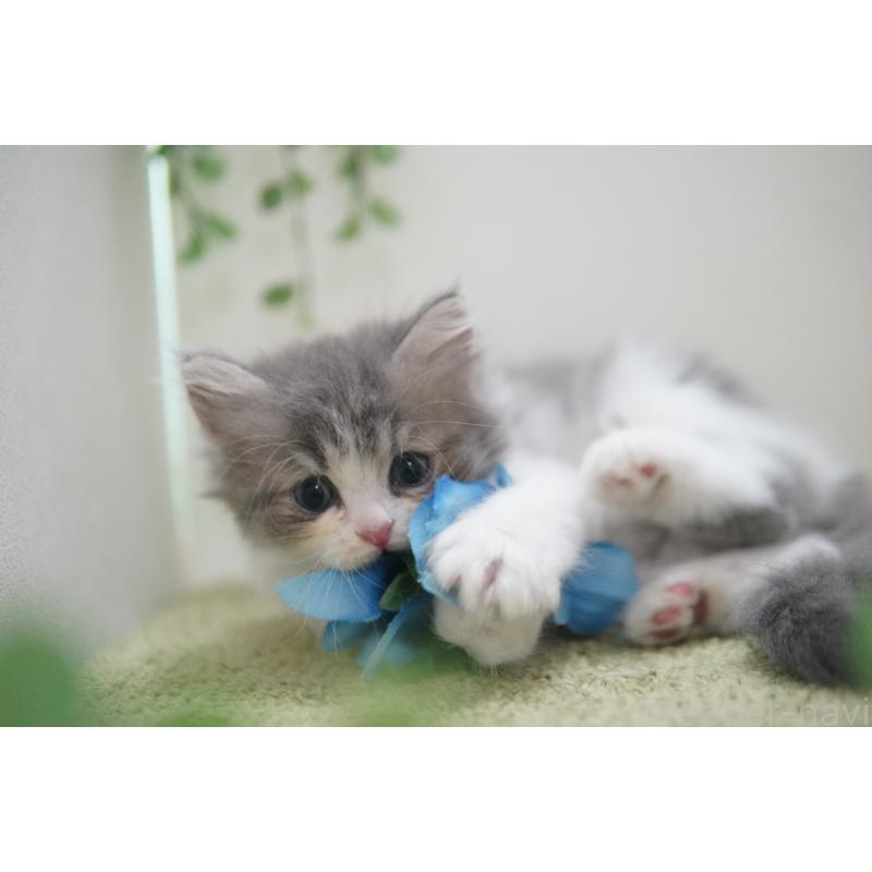 成約済の神奈川県のミヌエット-126090の3枚目