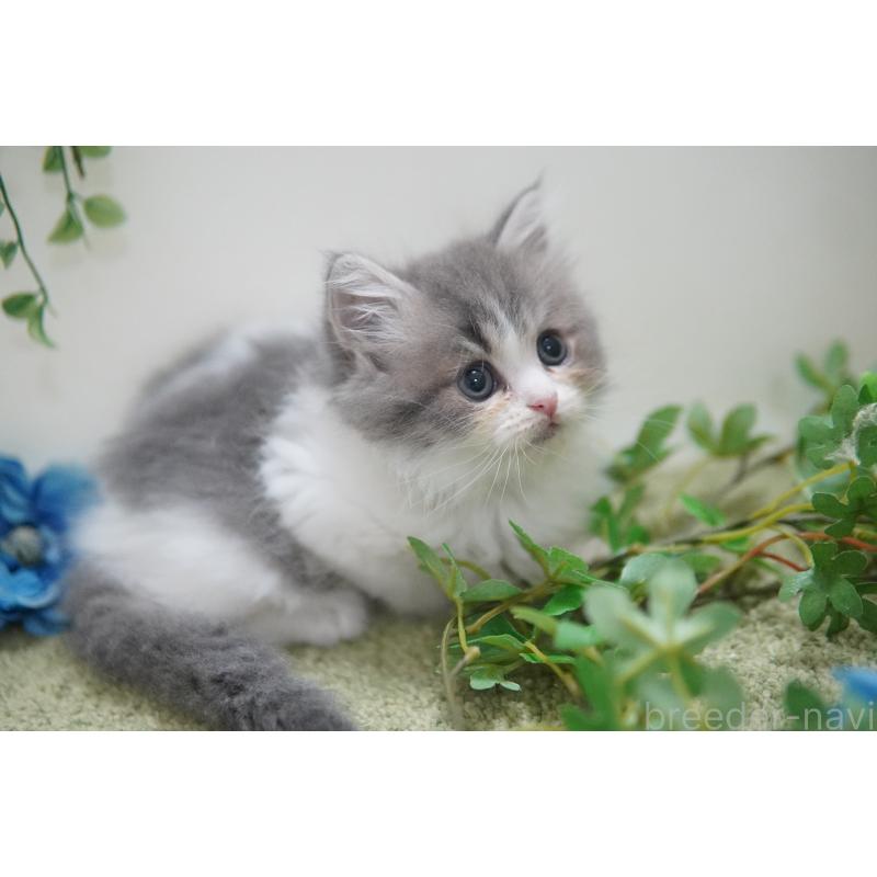 成約済の神奈川県のミヌエット-126090の2枚目