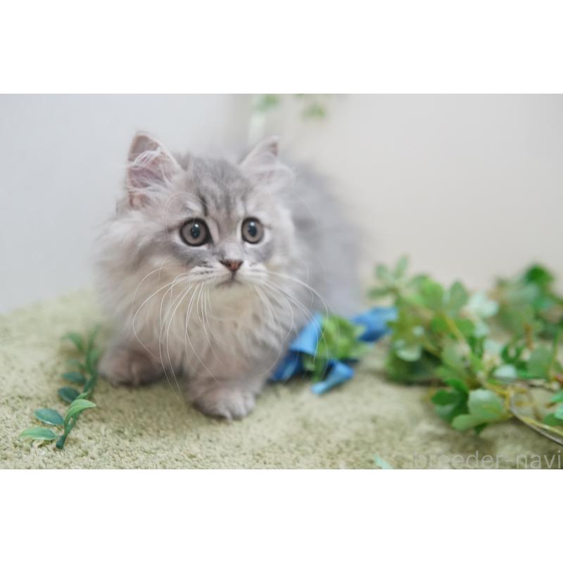 成約済の神奈川県のミヌエット-125587の5枚目