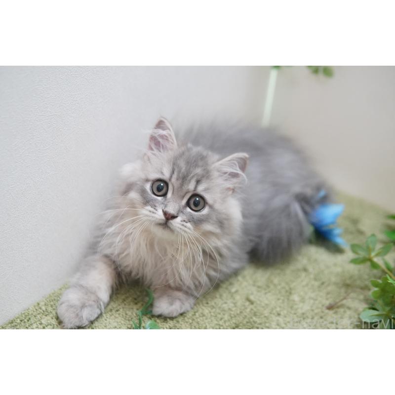 成約済の神奈川県のミヌエット-125587の4枚目