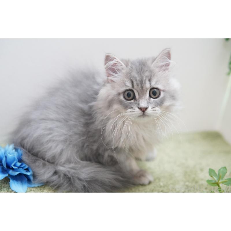 成約済の神奈川県のミヌエット-125587の3枚目