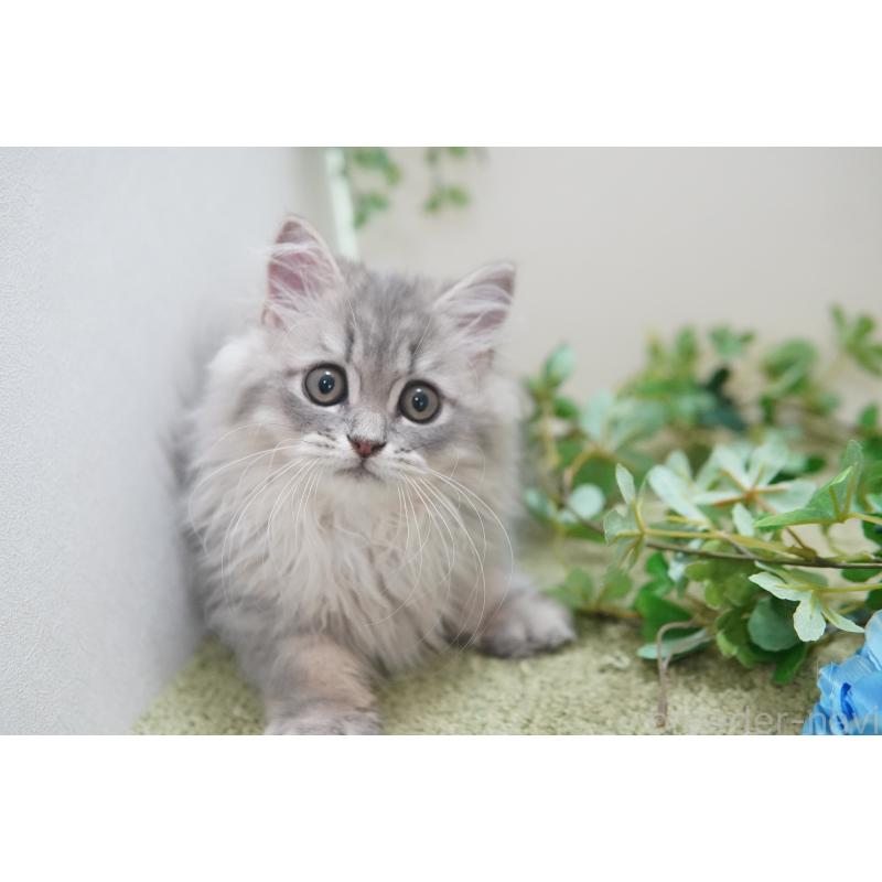 成約済の神奈川県のミヌエット-125587の2枚目