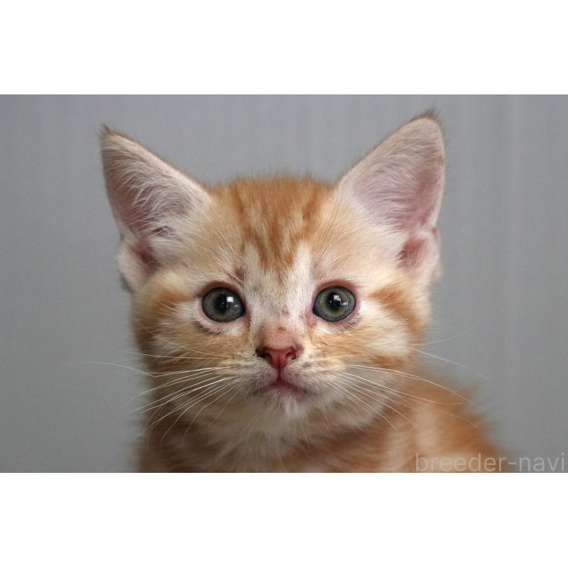 成約済の埼玉県のアメリカンショートヘア-125435の4枚目