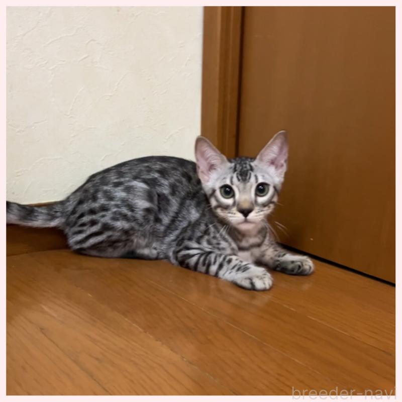 販売中の群馬県のベンガル-120599