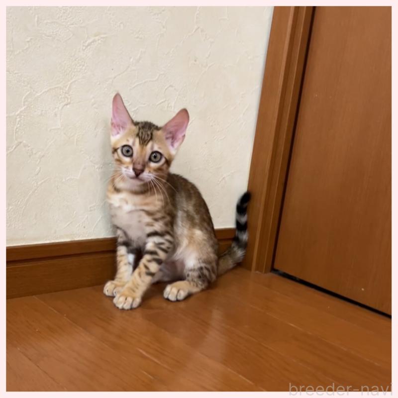 販売中の群馬県のベンガル-124773