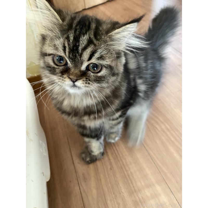 販売中の広島県のその他の猫種-126412の4枚目