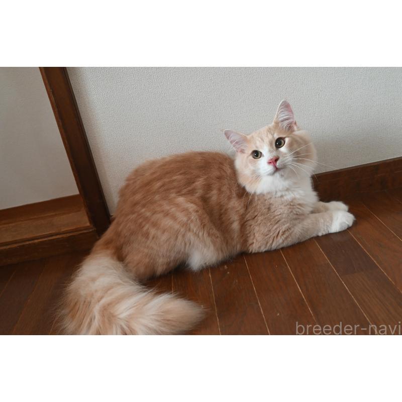 販売中の静岡県のノルウェージャンフォレストキャット-115522の5枚目