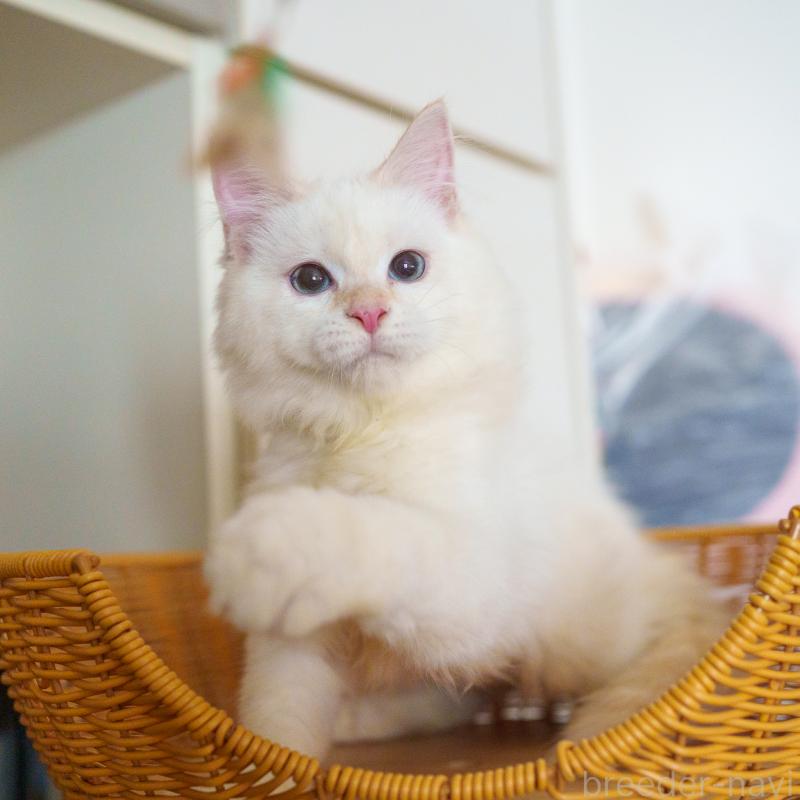 販売中の大阪府のサイベリアン-126771の10枚目